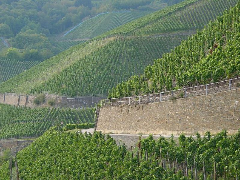 Weingut Adeneuer 
