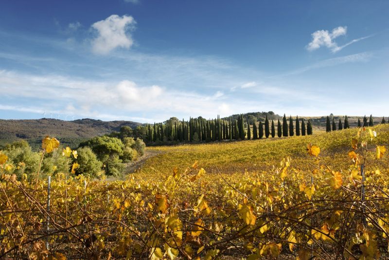 Tenuta Trerose