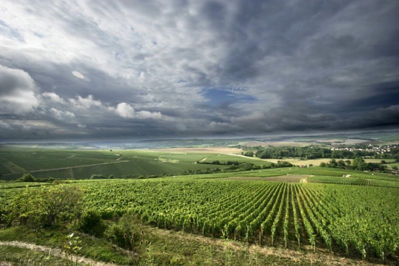 Domaine Gerard Tremblay  