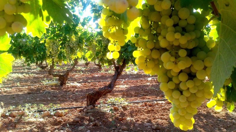 Bodegas Cristo de la Vega