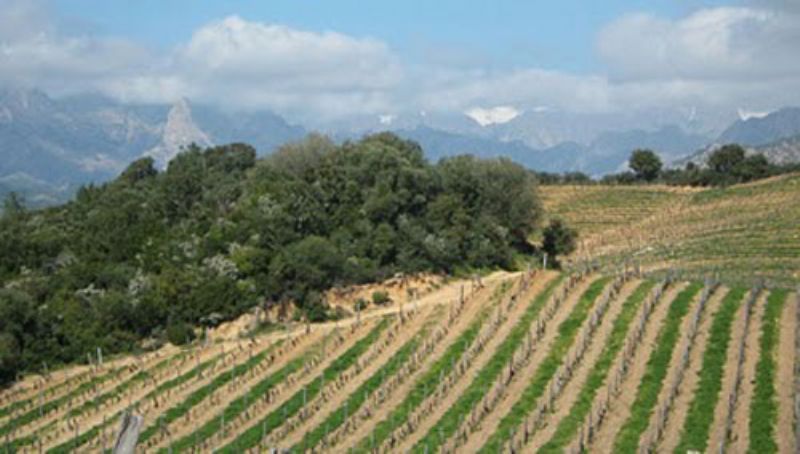 Cantina del Vermentino