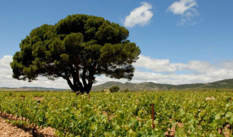 Bodega Sierra Norte